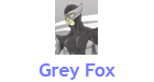 Grey Fox